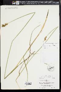 Carex alata image