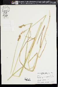 Carex alata image