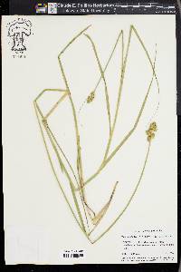 Carex alata image