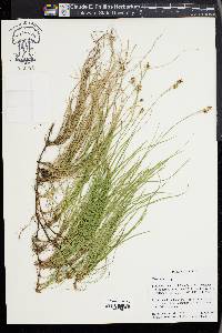 Carex alba image