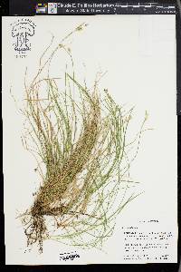 Carex alba image