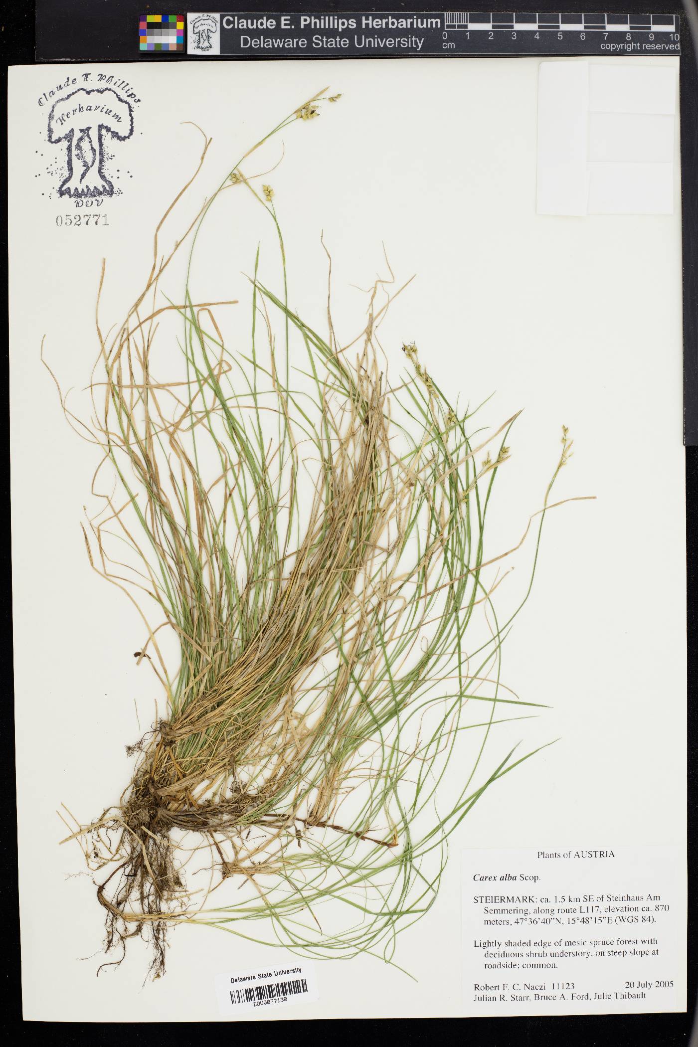 Carex alba image