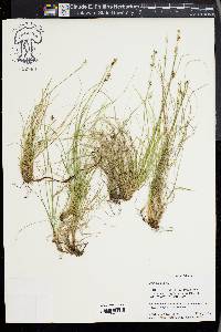 Carex alba image