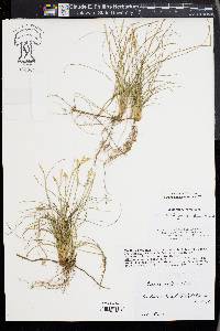 Carex alba image