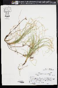 Carex alba image