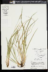 Carex acidicola image