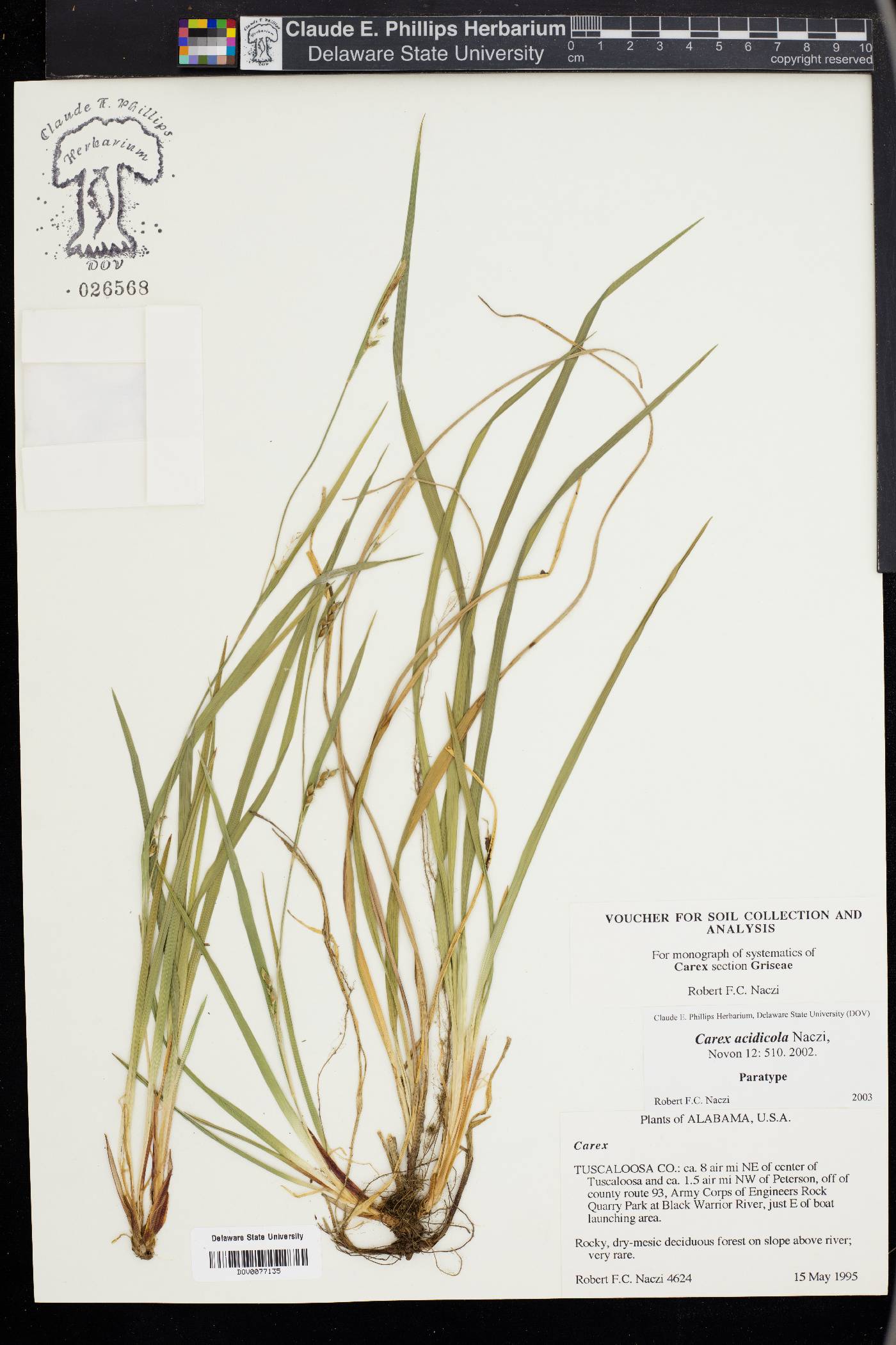 Carex acidicola image