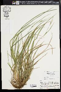 Carex acidicola image