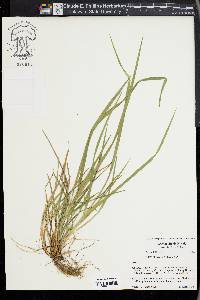 Carex acidicola image