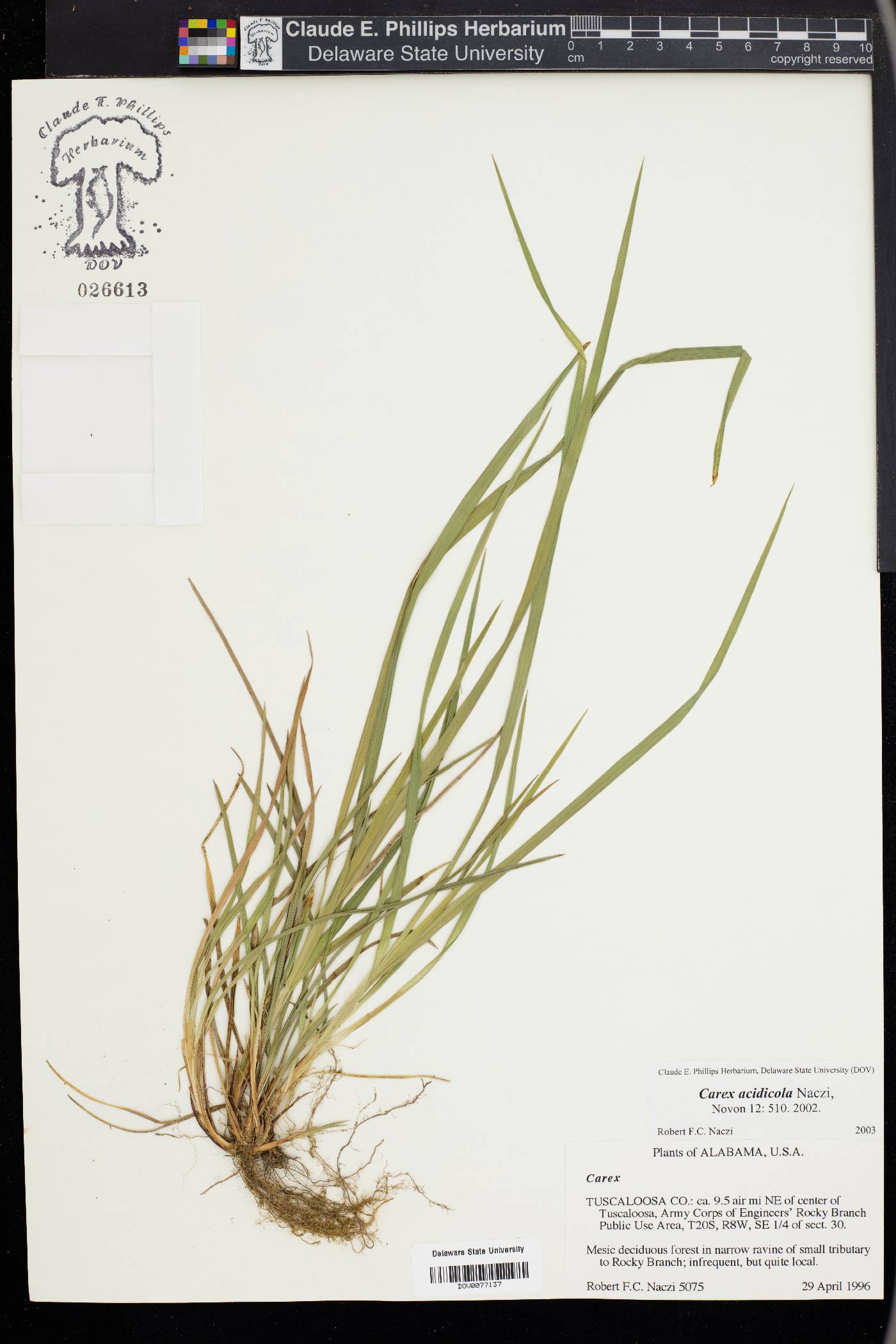 Carex acidicola image