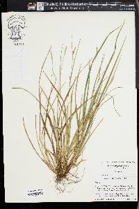 Carex acidicola image