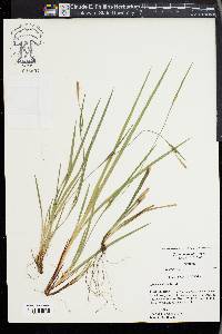 Carex acidicola image