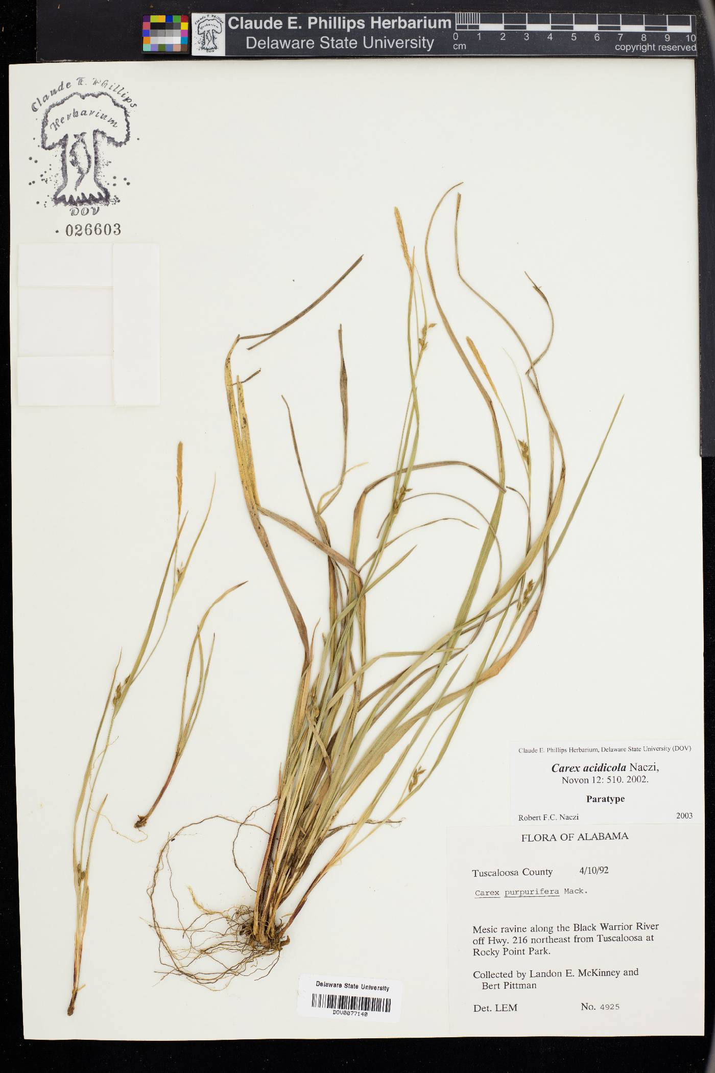 Carex acidicola image