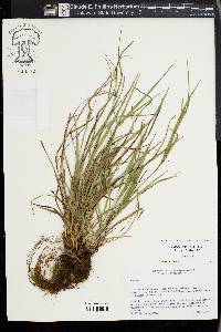 Carex acidicola image