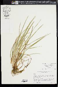 Carex acidicola image