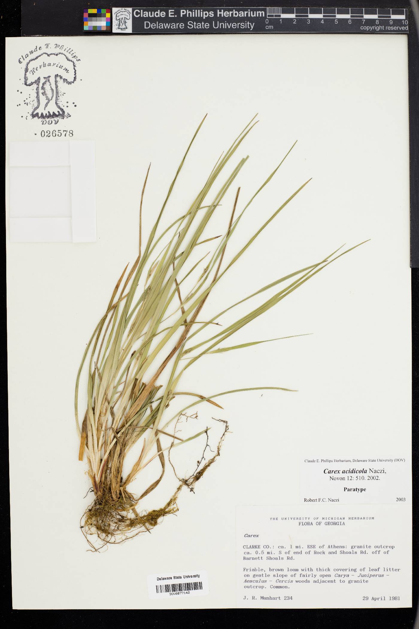 Carex acidicola image