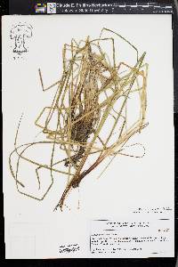 Carex acutiformis image