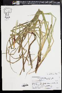 Carex acutiformis image