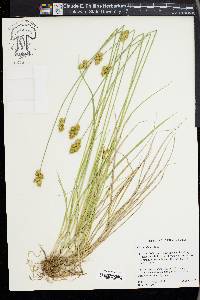 Carex adusta image