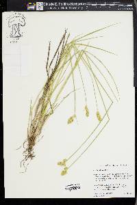 Carex adusta image