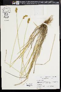 Carex adusta image