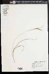 Carex aestivalis image