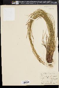 Carex aestivalis image