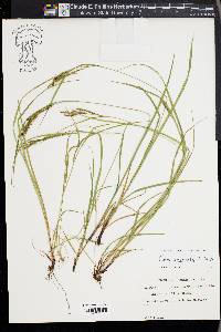 Carex aestivalis image