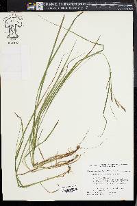 Carex aestivalis image