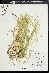 Carex aggregata image