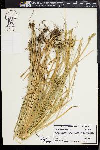 Carex aggregata image