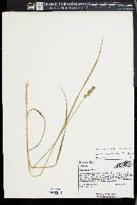 Carex aggregata image