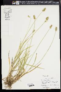 Carex aggregata image