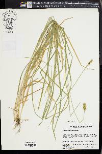 Carex aggregata image