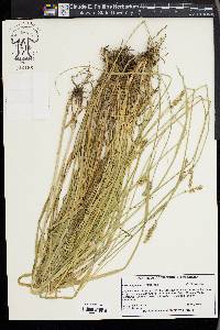 Carex aggregata image