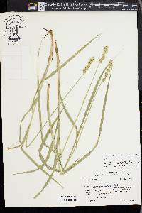 Carex aggregata image