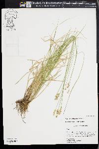 Carex albolutescens image