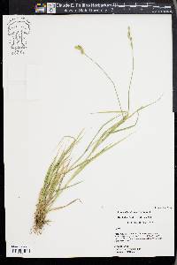 Carex albolutescens image