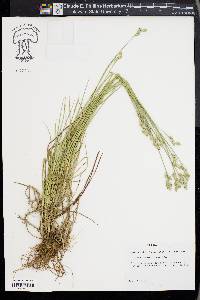 Carex albolutescens image