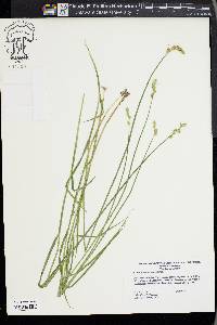 Carex albolutescens image