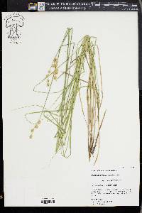 Carex albolutescens image