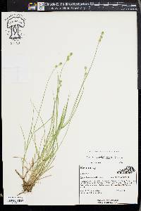 Carex albolutescens image