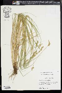 Carex albolutescens image