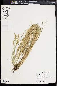 Carex albolutescens image