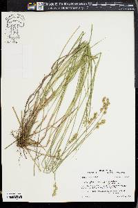 Carex albolutescens image