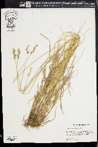 Carex albolutescens image