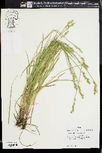 Carex albolutescens image