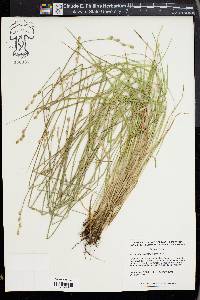 Carex albolutescens image