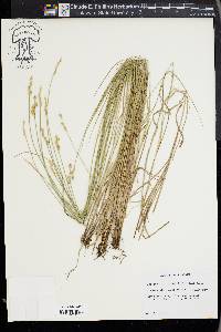 Carex albolutescens image