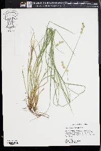 Carex albolutescens image